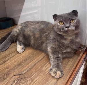 Munchkin Scottish fold Cat