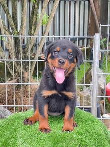 Pure Breed Rottweiler Puppy