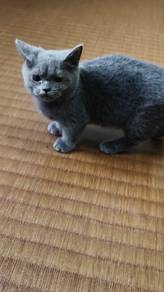 kitten munchkin 