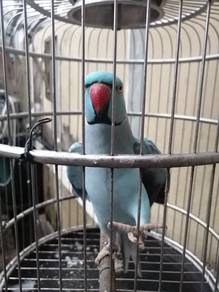 Burung Biru