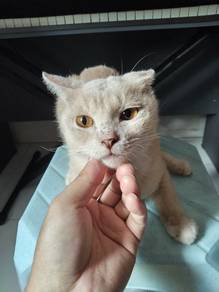 kucing bsh mix mainecoon jantan 