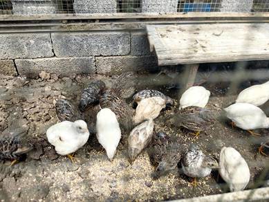 Burung Puyuh Rutin