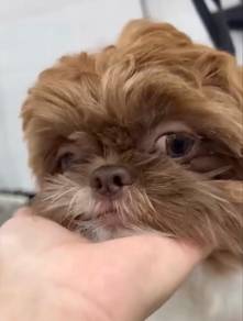 Shih Tzu