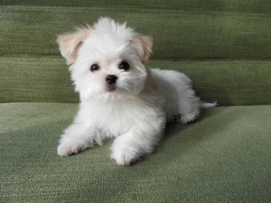 Warm-hearted Maltese white fluffy puppy Puppy