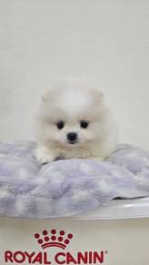 Tiny Pomeranian