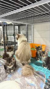 Mainecoon Mix