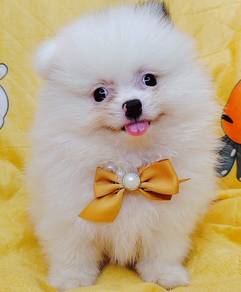 Pomeranian