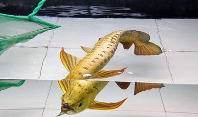 Arowana golden head  crossback 12inch-wholesale