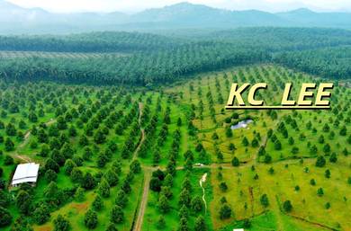 Agricultural Land in Bandar Baharu, KDH