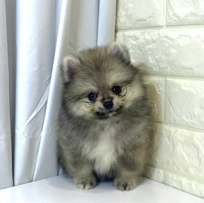 J0412 Pomeranian Teddy Bear Puppy