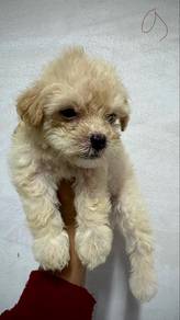 Shipoo Puppies