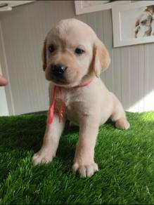 Labrador...