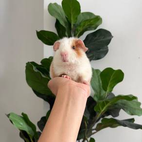 Satin teddy bear guinea pig tikus belanda