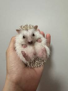 Hedgehog Baby/Landak Mini