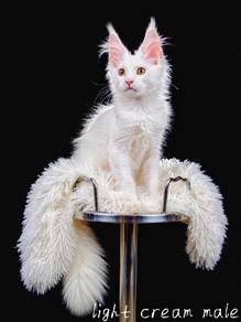 Maine Coon