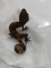 Bow fingered gecko