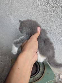 Baka Nebelung