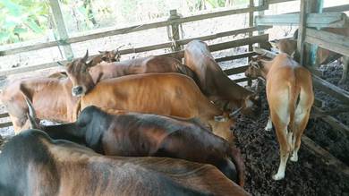 Jualan Daging Segar Tempatan, Kuantan