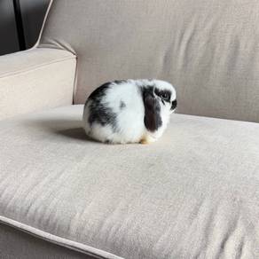 Holland lop bunny rabbit arnab