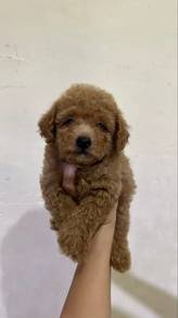 poodle2