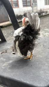 Ayam serama rinting