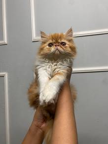 Jual sebab mak dia mngendung lagi