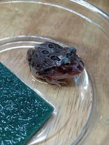 Mutant Pacman Frog 