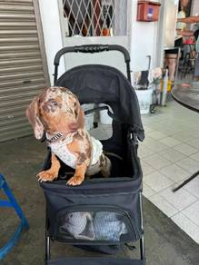 Breezeway Dachshund
