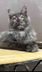 Maincoon black smoke 