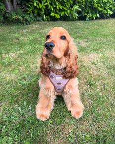 cocker spaniel 7