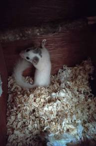Sepasang Micro Squirrel