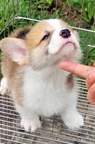 HHtt_C1007 Corgi pet dog brown & white haired