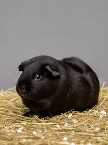 Abyssinian Guinea Pig