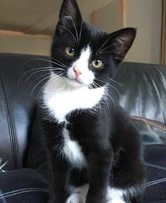 Tuxedo Kitten