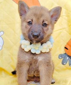 Shiba
