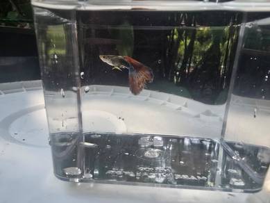 guppy mix strain selangor