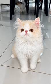 Father:Persian,Mother: Exotic short hair