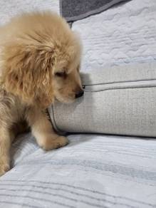 Big Bone Golden Retriever 
