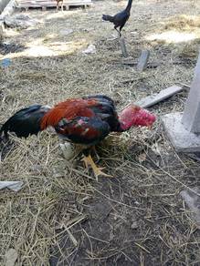 ayam kampung 