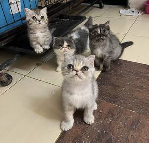 Nonstandard munchkin