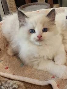 Bicolor Ragdoll