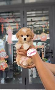 Tiny poodle -Boy 