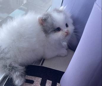 Persian Kitten | Anak kucing Parsi