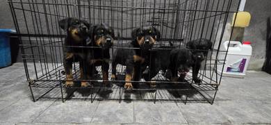 rottweiler puppy 