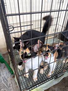 kitten / anak kucing