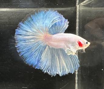 Aurora betta fish
