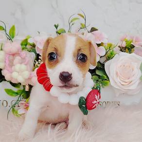 Jack Russell