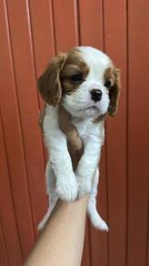 cavaliers king charlesmale