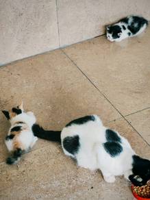 kucing free