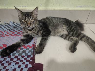 kucing free rehome